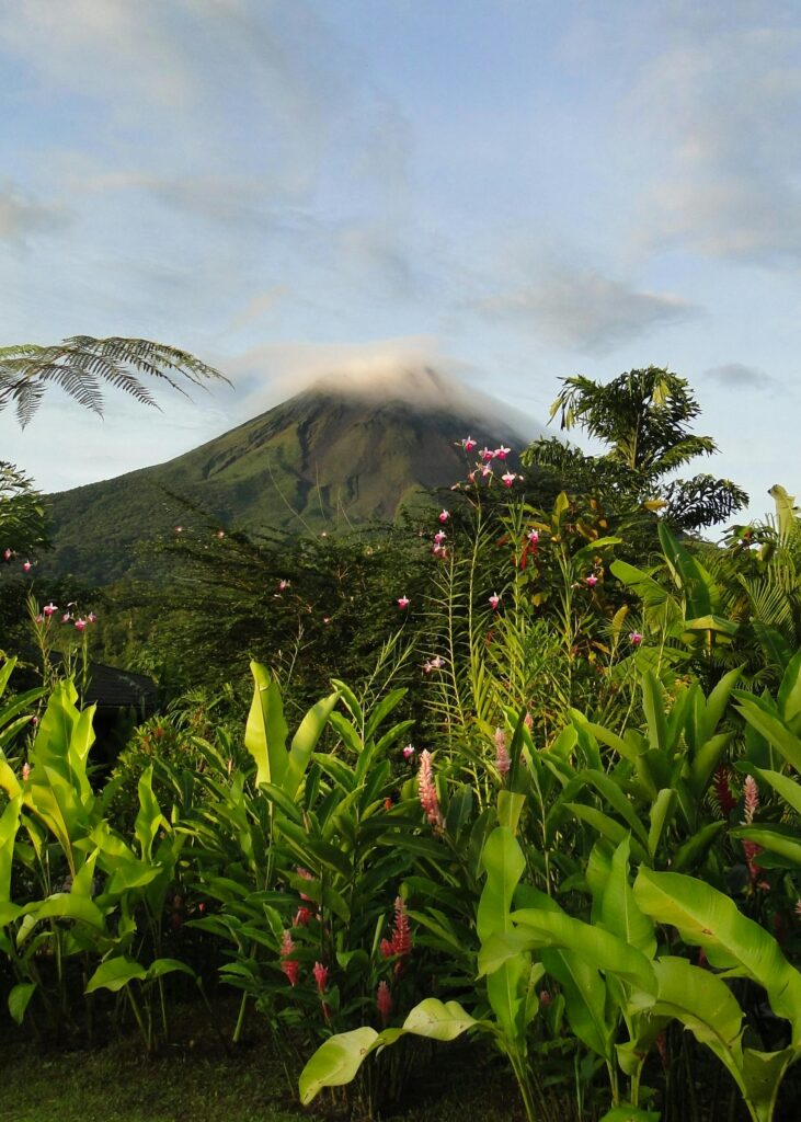 A scenic view of lush greenery and flowering plants with the Arenal Volcano in the background.