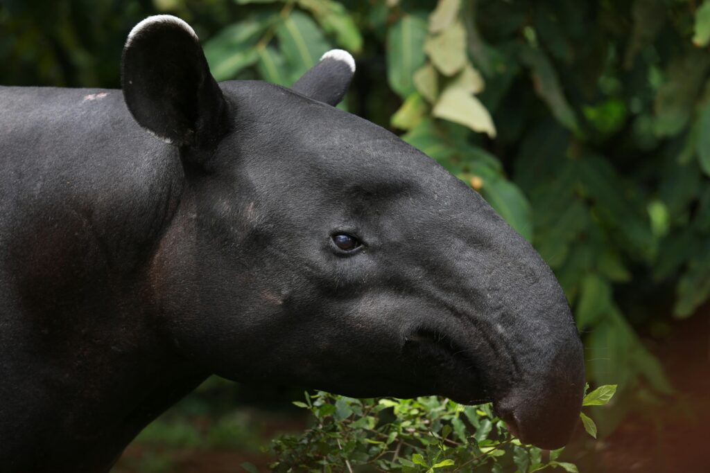 Detailed close-up of a Malayan tapir, showcasing its unique black and white pattern in a natural habitat.