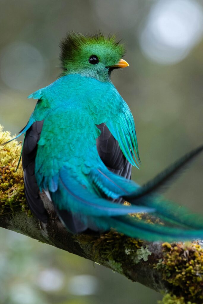 A striking resplendent quetzal perches on a mossy branch, showcasing its vivid green and blue plumage.
