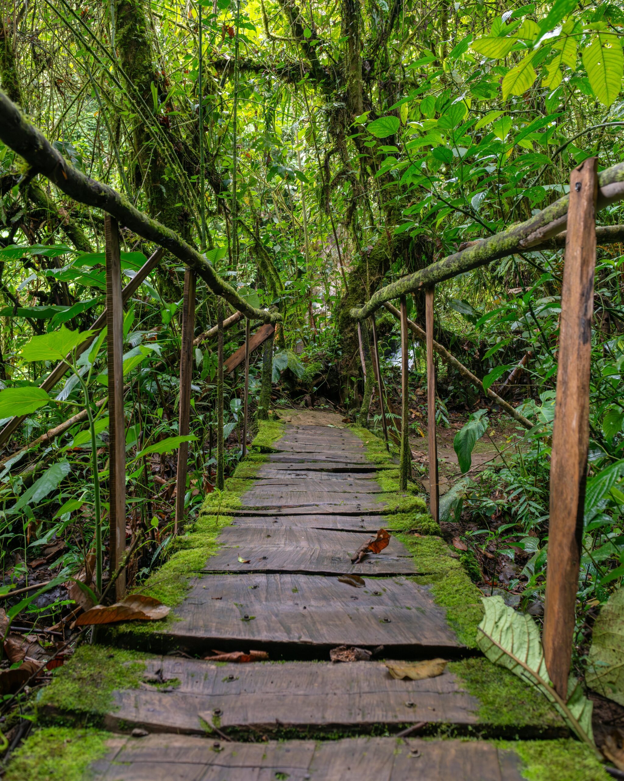 Explore a lush, green jungle trail with a rustic wooden bridge in Costa Rica.