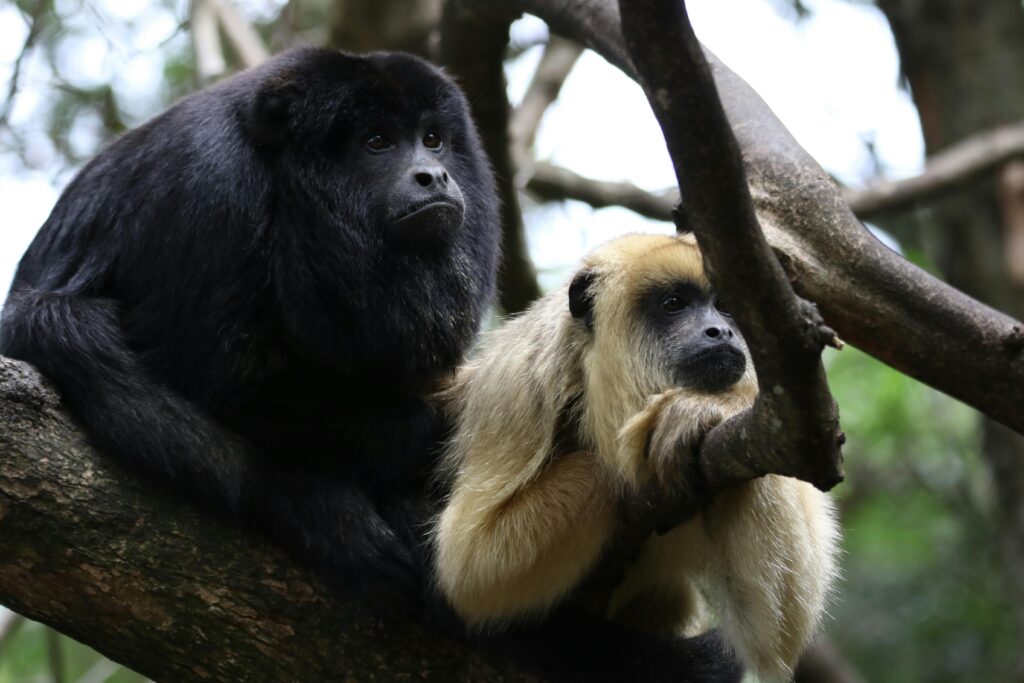 Two howler monkeys resting on a tree branch in a South African rainforest.